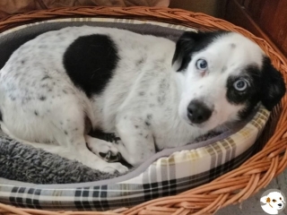 Mavi (Dulce)