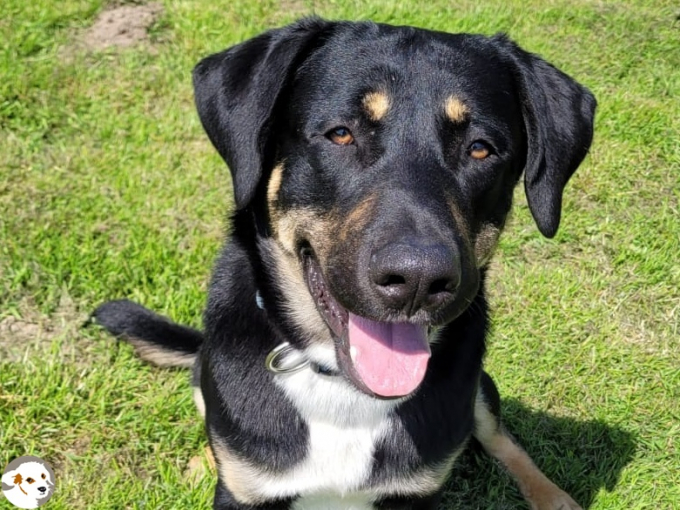 Loki (Rufus)