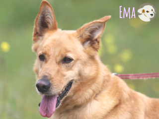 Ema
