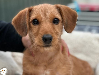 Mila (Nutella)