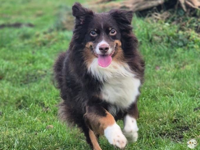 Ari