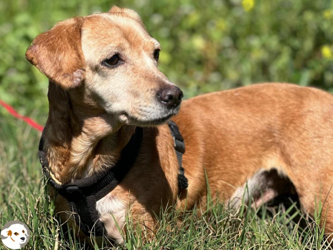 Tilly (Julia)