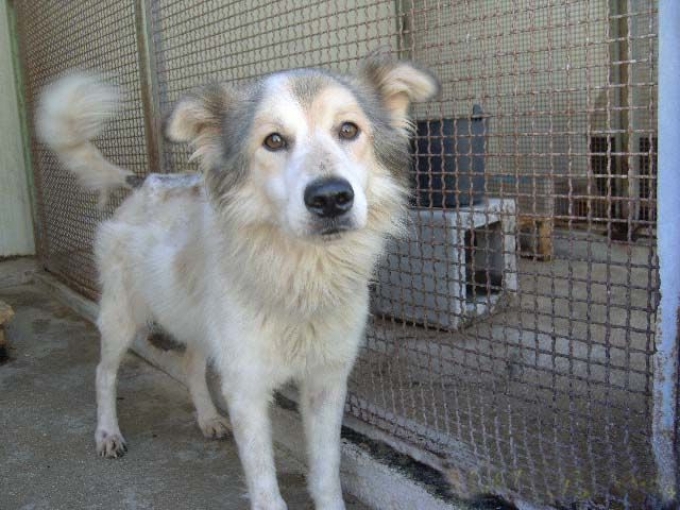 Unsere fünf weiteren Rieti-Hunde