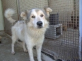 Unsere fünf weiteren Rieti-Hunde
