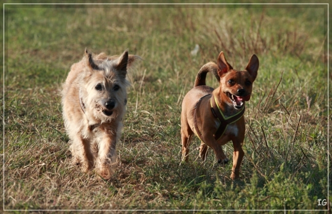 Langzeitpflegehund Krümel