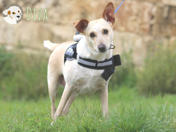 Diva