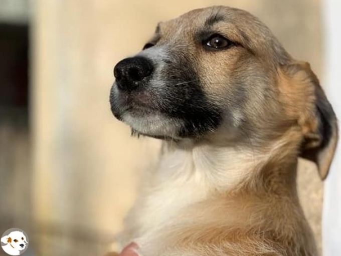 Lio