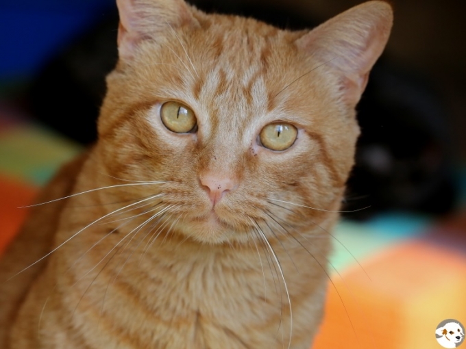 Basti (Sebastiao)