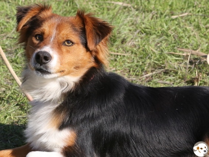 Benny (Rudolfo)