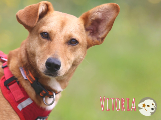 Vitoria
