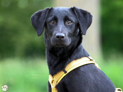 Kaya (Cuca)