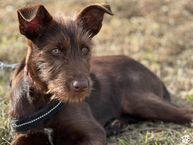 Bruno (Brown)