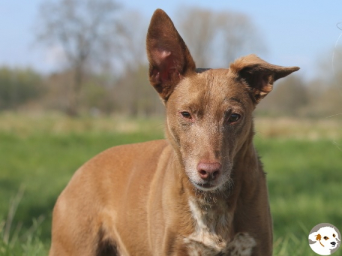 Béla