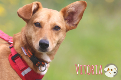 Vitoria