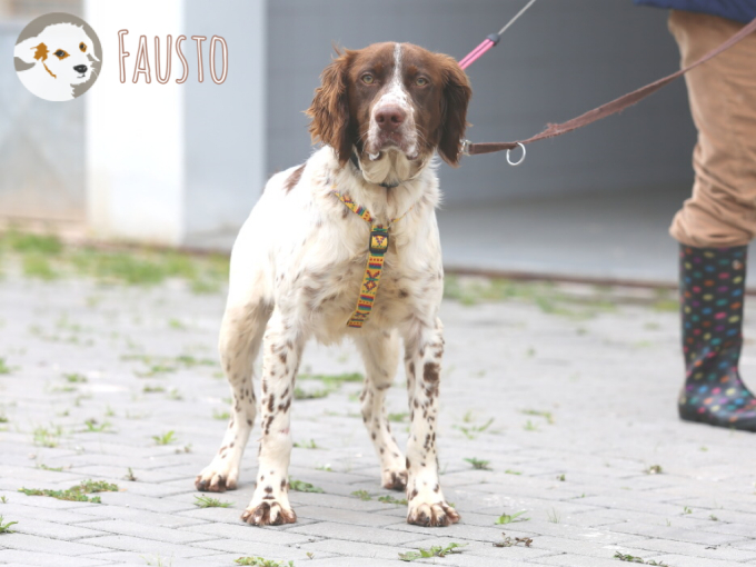Fausto