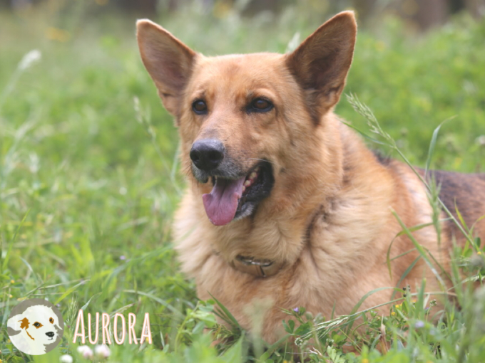 Aurora